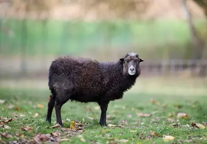 Charming Ouessant Sheep: Dark Wool in Autumn Meadow