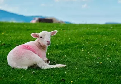 Adorable Lamb Rests Peacefully on a Vibrant Spring Pasture