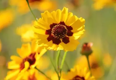 Vibrant Summer Coreopsis: Golden Blooms in a Sunlit Field