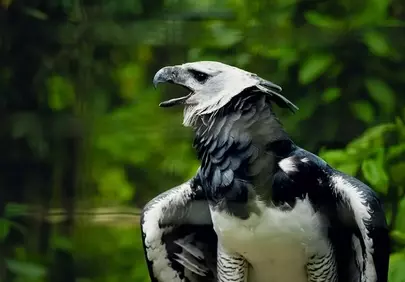 Majestic Harpy Eagle: Rainforest Predator's Piercing Gaze