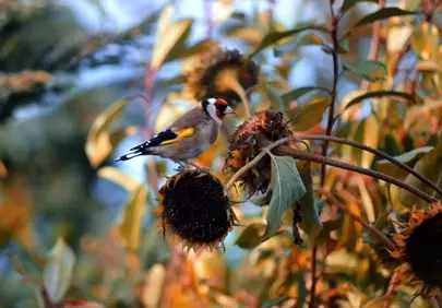 Vibrant Goldfinch on Withered Sunflowers in Autumn