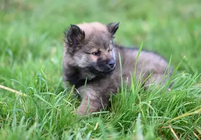 Adorable Eurasier Puppy: Fluffy Joy in Lush Grass