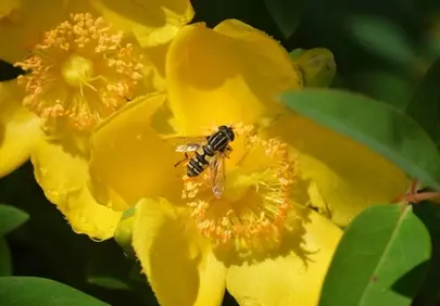 Vibrant Yellow Bloom with Hoverfly: Nature's Intricate Dance