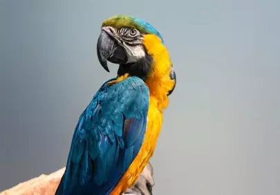 Vibrant Blue and Yellow Macaw in Wild Close-up