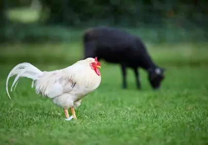 Vibrant Farm Life: White Rooster & Grazing Sheep