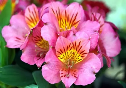 Vibrant Pink Peruvian Lilies: Summer Garden's Delicate Beauty