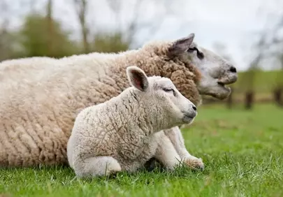 Tender Spring: Adorable Mother Sheep and Lamb Resting in Field
