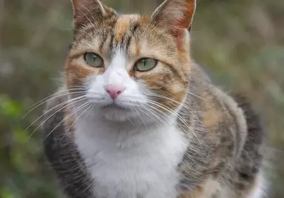 Enchanting Calico Gaze: A Feline Winter Portrait