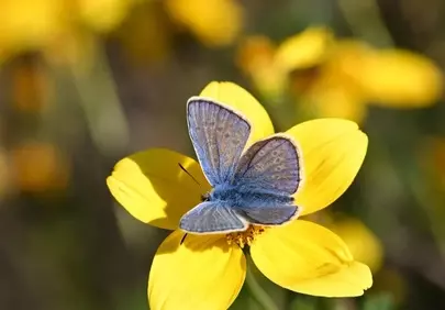 Vibrant Blue Butterfly on Golden Bloom
