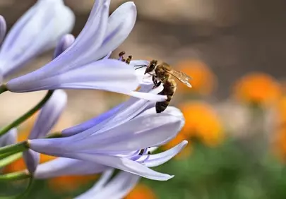 Vibrant Agapanthus & Busy Bee: Nature's Intricate Dance