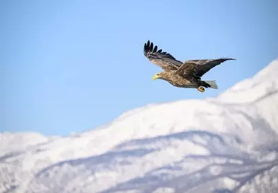 Majestic Flight: White-Tailed Eagle Soars Above Snowy Mountains