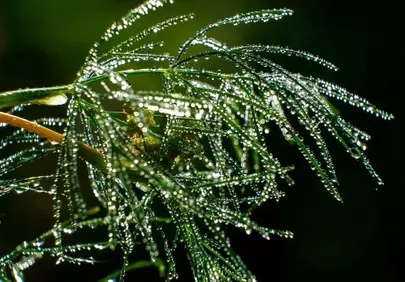 Sparkling Dewdrops Adorn Lush Green Foliage at Dawn