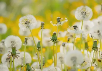 Enchanting Dandelion Field: A Macro Dream