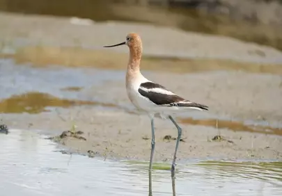 Graceful American Avocet Wading in Natural Wetland