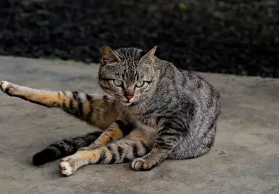 Captivating Green-Eyed Tabby: Ultimate Relaxation Pose