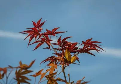 Vibrant Red Maple Leaves Against a Clear Blue Sky