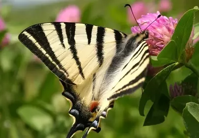 Vibrant Scarce Swallowtail Butterfly on Pink Clover