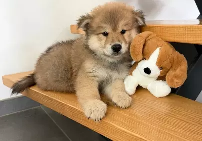 Adorable Fluffy Puppy with Plush Toy on Wooden Stairs