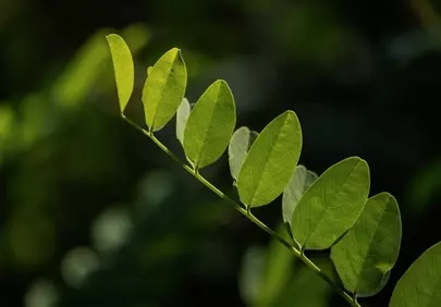 Vibrant Greenery: Sun-Kissed Leaves in Nature's Embrace
