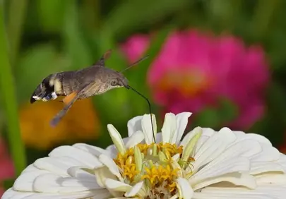 Vibrant Macro: Hummingbird Hawkmoth Pollinating Zinnia