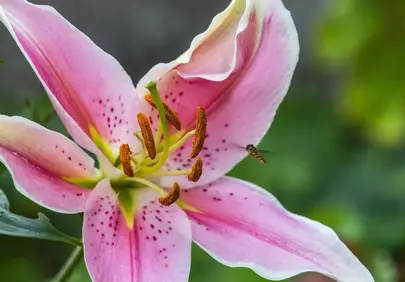 Vibrant Pink Lily Bloom with Hoverfly in Flight