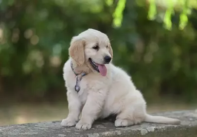 Adorable Golden Retriever Puppy: Playful Outdoor Portrait