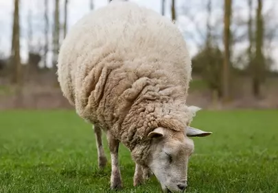 Pastoral Perfection: Gentle Sheep Grazing in a Spring Meadow