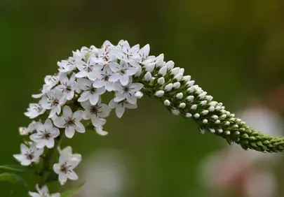 Stunning White Loosestrife: Delicate Blooms on a Verdant Background