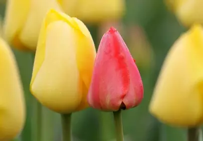 Vibrant Pink & Yellow Tulips: A Spring Garden Macro