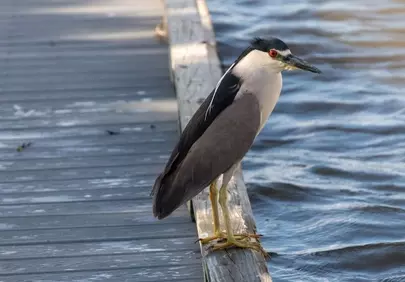 Striking Black-Crowned Night-Heron Perched by the Water