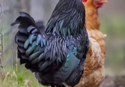 Vibrant Farm Life: Majestic Rooster and Hen Duo