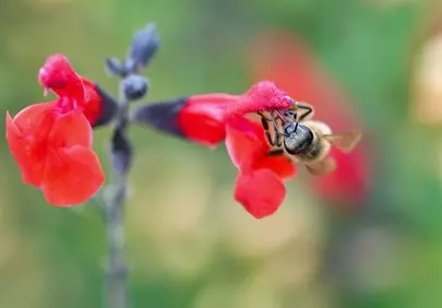 Vibrant Red Flowers: A Bee's Nectar Delight