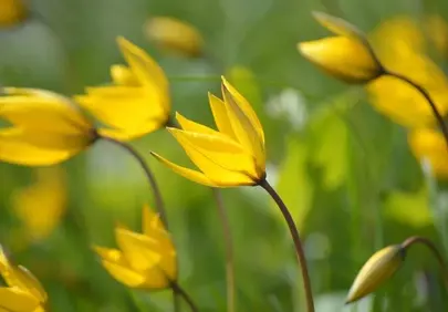 Vibrant Yellow Wild Tulips: Spring's Golden Embrace