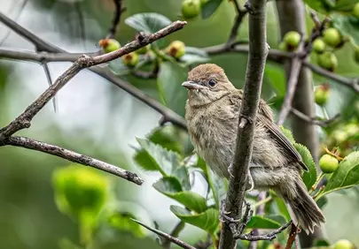Charming Fledgling Perched Amidst Lush Spring Foliage