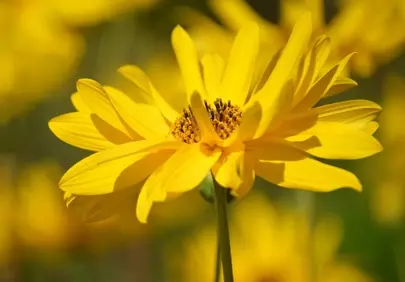 Vibrant Yellow Blooms: Jerusalem Artichoke in Summer Sunlight