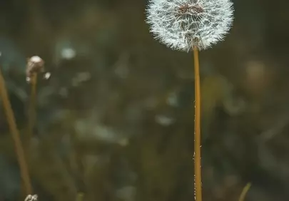Enchanting Dandelion: A Summer Macro of Nature's Delicate Beauty
