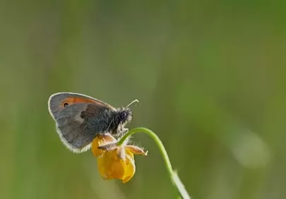 Enchanting Macro: Butterfly on a Wildflower in Golden Sunlight