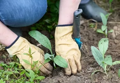 Vibrant Spring Gardening: Nurturing New Life