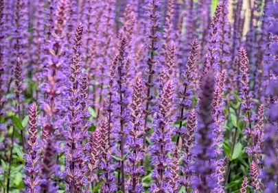 Vibrant Purple Sage Blooms in a Summer Meadow