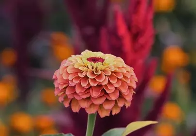Vibrant Zinnia Bloom: Autumn's Botanical Masterpiece