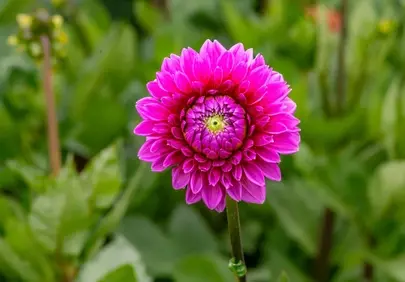 Vibrant Pink Dahlia Bloom: Nature's Perfect Masterpiece