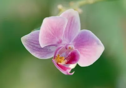 Stunning Orchid Bloom: Delicate Petals in Macro HD