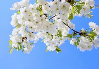 Breathtaking White Cherry Blossoms Against a Vivid Blue Sky