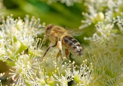 Vibrant Spring: Honeybee's Nectar Dance on White Blooms