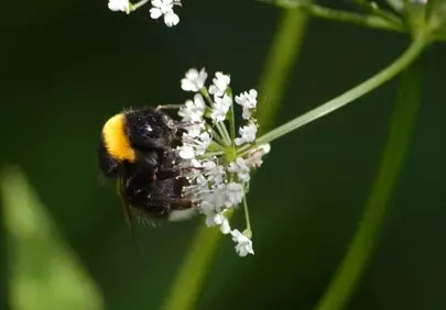 Vibrant Bumblebee Pollinating White Blossom in Summer Garden