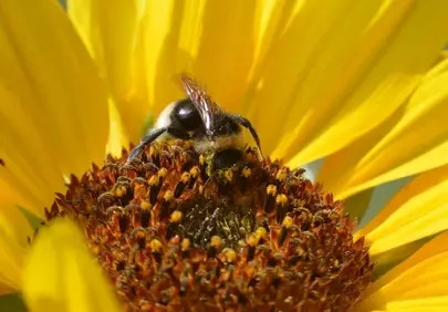 Vibrant Sunflower Buzz: A Bee's Golden Harvest