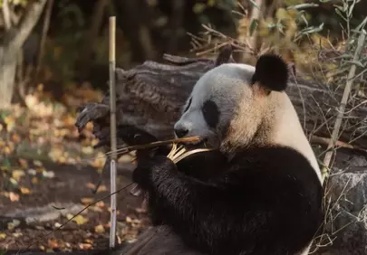 Enchanting Panda Munching Bamboo: A Wildlife Close-Up