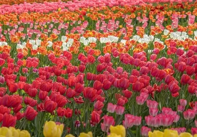 Vibrant Tulip Fields: A Kaleidoscope of Spring Colors