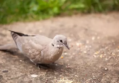 Charming Collared Dove Fledgling Foraging in a Garden