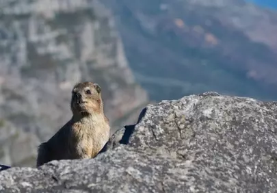 Enchanting Rock Hyrax: Mountain Watcher